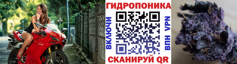 МАРИХУАНА тримм ссылка на мегу Сусуман